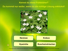 Fruehlingsblueten-erkennen-2.pdf